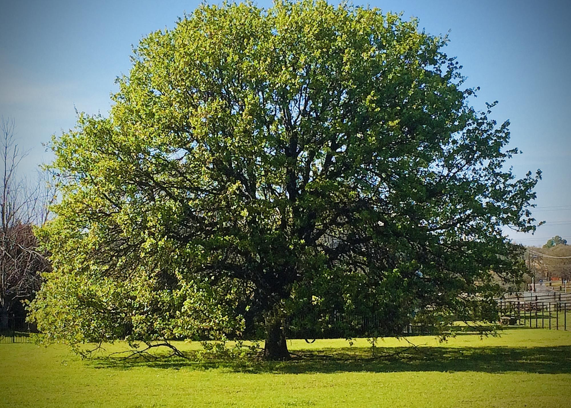 oakleigh blackjack summer